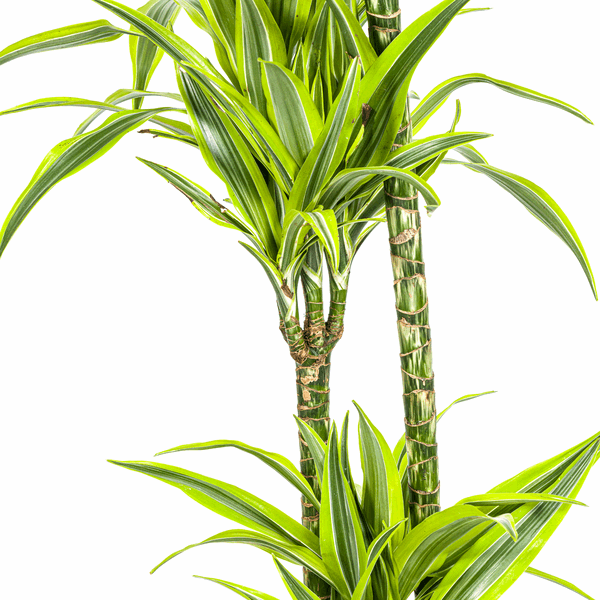 Dracaena Deremensis Zitronenlimette Ø24cm - ↕130 - 150cm