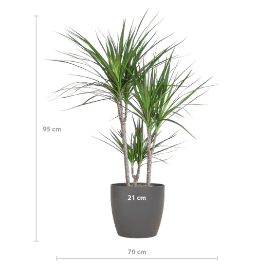 Drachenbaum – Dracaena Marginata – ↕95 cm – Ø21 cm-Topf + Design-Topf „Viber“ Grau – Pflegeleichte Zimmerpflanze – Luftreinigend & dekorativ
