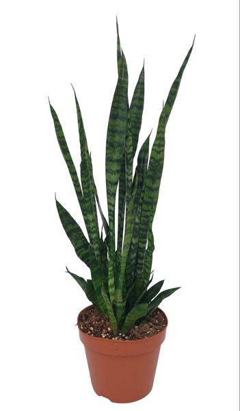 Ceylon-Bogenhanf - Sansevieria Zeylanica - Zimmerpflanze - Ø17cm - ↕75cm