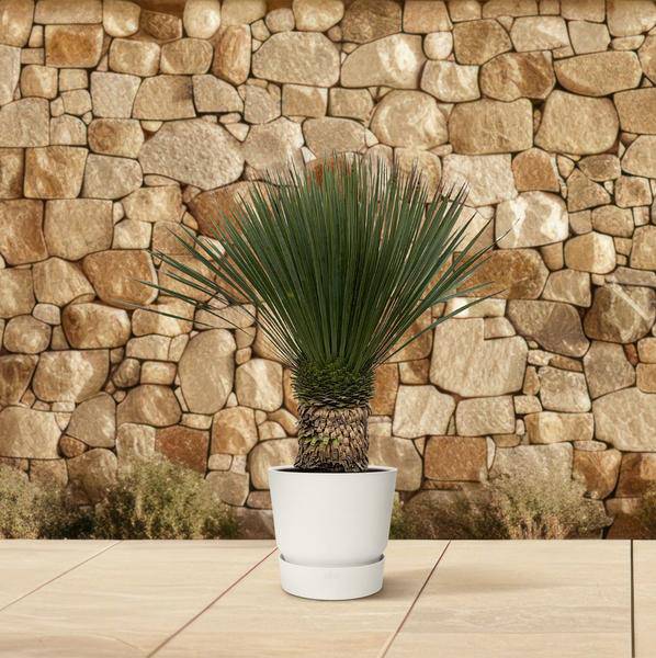 Palmlilie – Yucca Rostrata 100cm – Ø38cm – Exotische Wüstenpflanze mit blaugrauen Blättern – Pflegeleichte Zimmer- & Kübelpflanze für Wohnzimmer, Terrasse & Garten