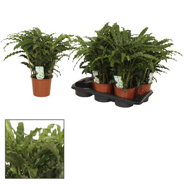 Korbmarante - Calathea Bluegrass - Zimmerpflanze - Ø17cm - ↕65cm
