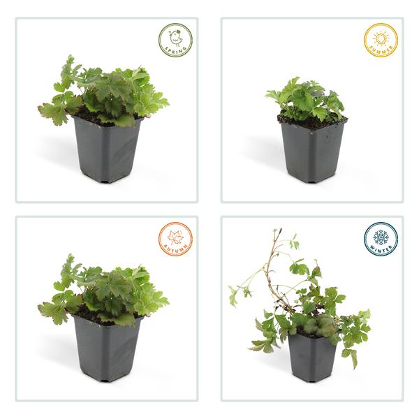 Waldsteinie - Waldsteinia ternata - ↕10-25cm - Ø9cm - 60 Pflanzen – Robuste Bodendeckerpflanze mit gelben Blüten – Sonnig & Halbschattig – Pflegeleicht