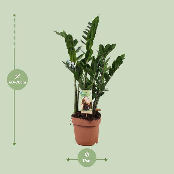 Glücksfeder - Zamioculcas Zamiifolia - Zimmerpflanze - Ø17cm - ↕70cm
