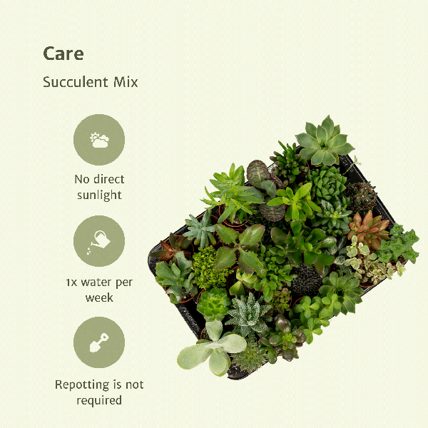 Sukkulenten Mix - Ø5,5cm - ↕7cm - 20 Stück