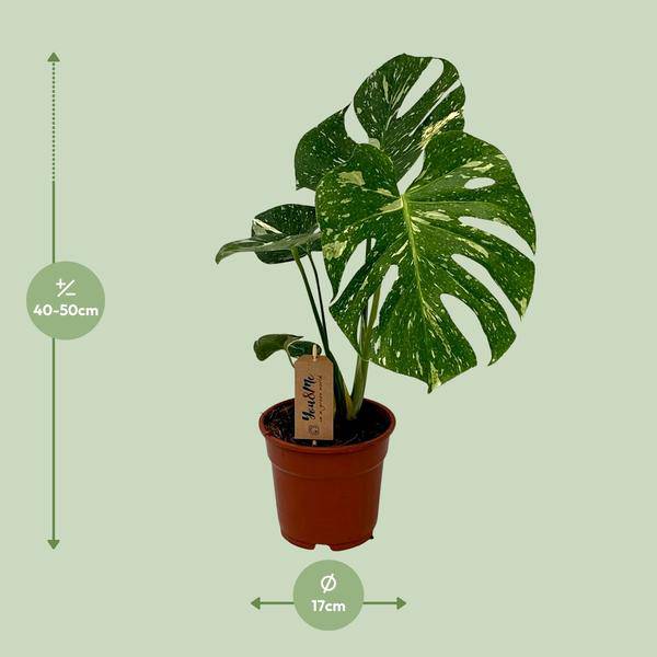Köstliches Fensterblatt - Monstera Deliciosa - Zimmerpflanze - Ø17cm - ↕50cm