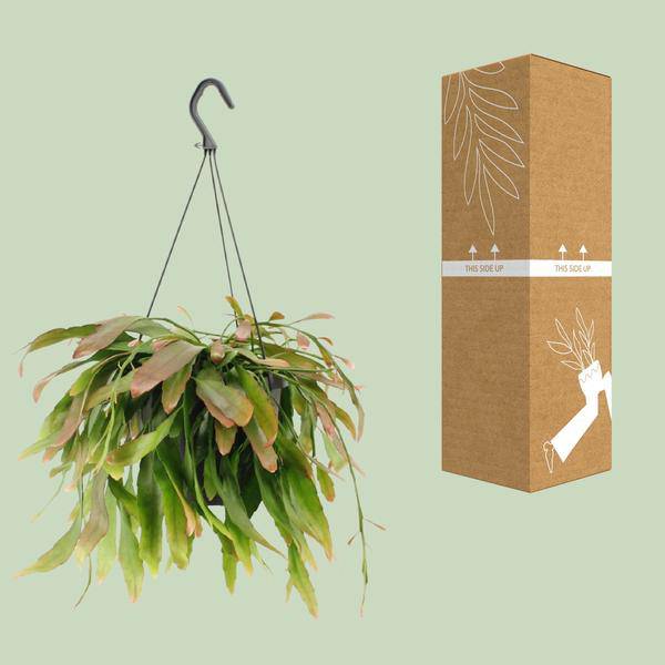 Korallenkaktus - Rhipsalis Rote Koralle - Zimmerpflanze - Ø17cm - ↕25cm