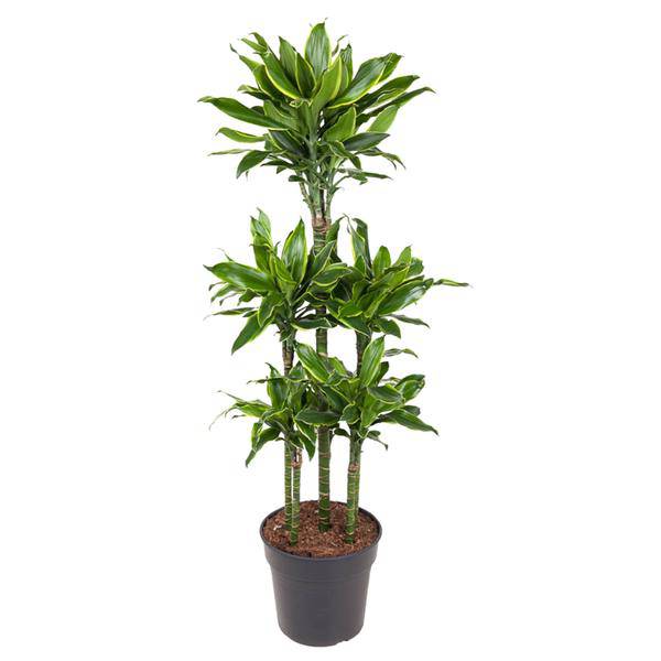 Drachenbaum - Dracaena Golden Coast Karussell - Zimmerpflanze - 150 cm - ø31cm