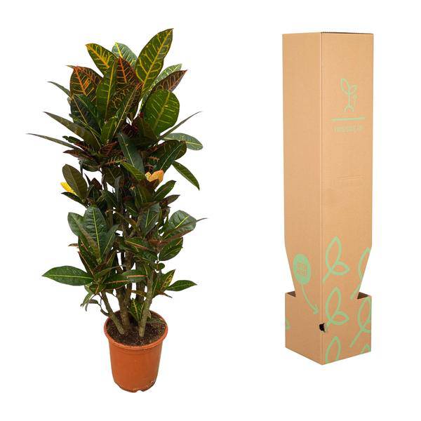 Codiaeum Croton Petra – Wunderstrauch – Bunte Zimmerpflanze mit farbenfrohen Blättern – Ø21cm – ↕100cm