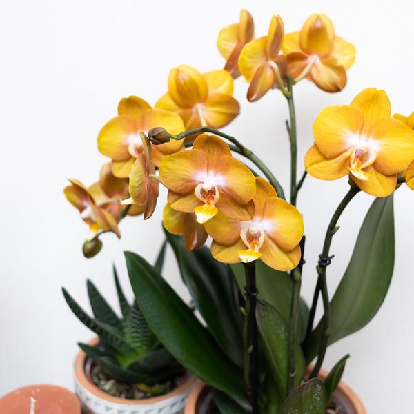 Orange-goldene Phalaenopsis-Orchidee - Jewel Las Vegas - Topfgröße Ø12cm - blühende Topfpflanze