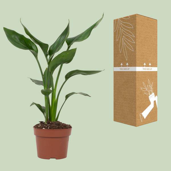Strelitzia Reginae - Paradiesvogelblume - Zimmerpflanze - Ø12cm - ↕35cm
