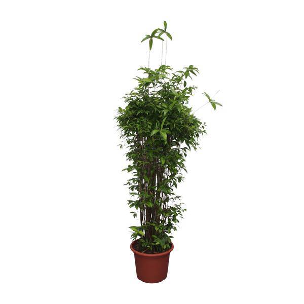 Bambus-Drachenbaum - Dracaena Surculosa - 260 cm - ø55cm