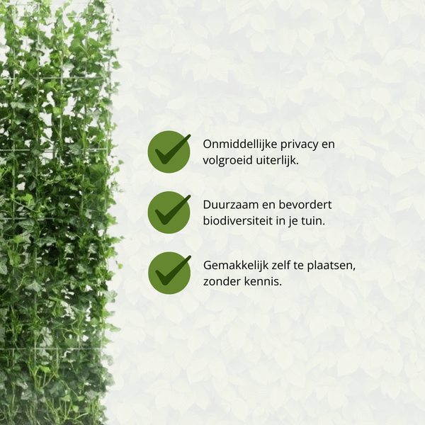 Hedera Hibernica Fertighecke – Efeu-Hecke – Höhe ca. 120cm – Immergrüne Sichtschutzpflanze – Sofortige Privatsphäre für Garten, Terrasse & Außenbereich