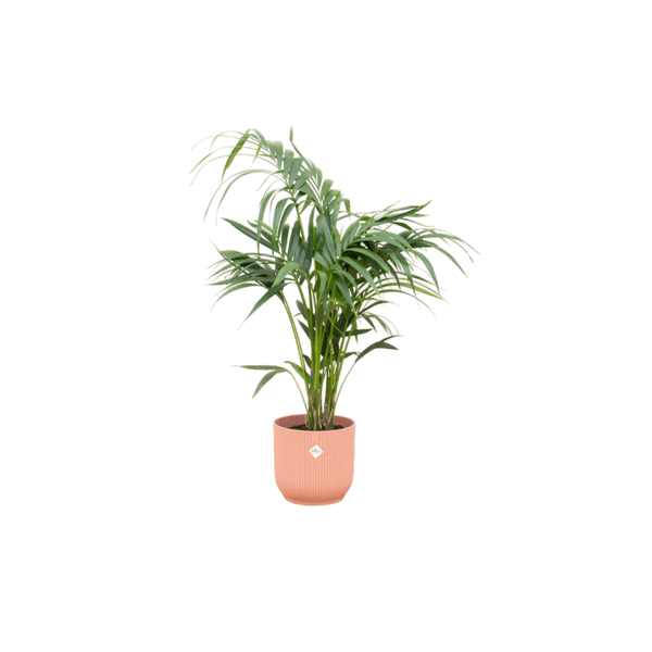 Kentiapalme - Forstersche Kentia - Zimmerpflanze - Ø25cm - ↨130cm + Topf Vibes Fold Rosa