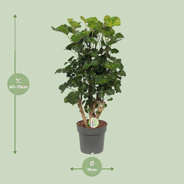 Fiederaralie - Polyscias Lemon - Zimmerpflanze - Ø19cm - ↕65cm