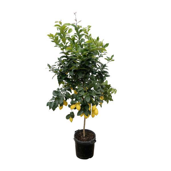 Zitronenbaum - Zitrusfrucht Zitrone - 200cm - ø40cm