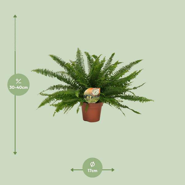 Schwertfarn - Nephrolepis Green Lady - Zimmerpflanze - Ø17cm - ↕40cm
