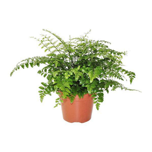 Nestfarn Asplenium Parvati – Ø17cm x H30cm – Pflegeleichte Zimmerpflanze – Halbschatten-Farn mit zarten Wedeln – Für Wohnzimmer & Büro