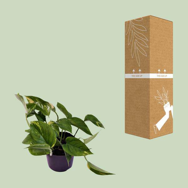 Efeutute - Scindapsus Epipremnum Aureum - Zimmerpflanze - Ø12cm - ↕25cm