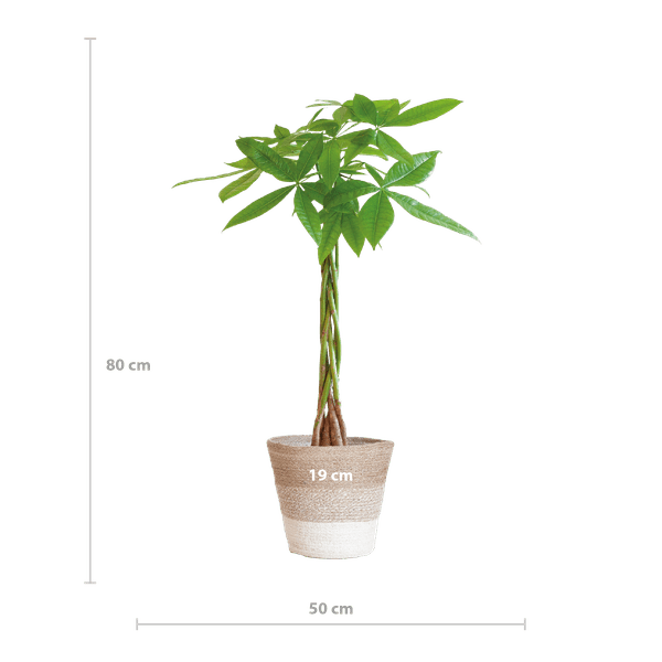 Pachira Aquatica 80cm – Glückskastanie Geldbaum Zimmerpflanze Ø21cm – dekorativer Minibaum mit geflochtenem Stamm im nachhaltigen Jutekorb Lissabon Weiß – luftreinigende pflegeleichte Grünpflanze