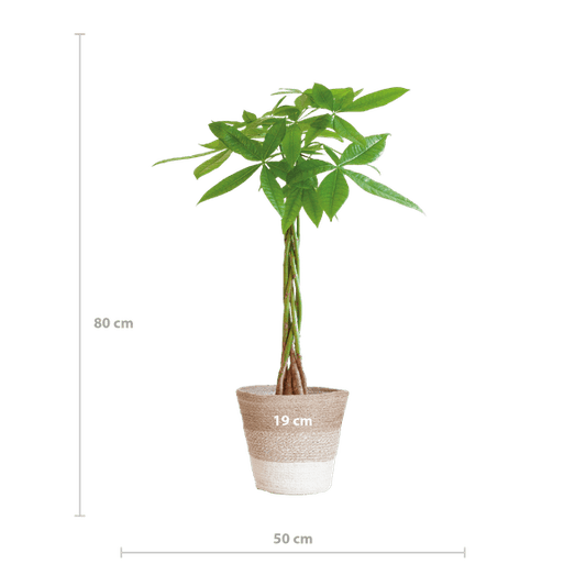 Pachira Aquatica 80cm – Glückskastanie Geldbaum Zimmerpflanze Ø21cm – dekorativer Minibaum mit geflochtenem Stamm im nachhaltigen Jutekorb Lissabon Weiß – luftreinigende pflegeleichte Grünpflanze