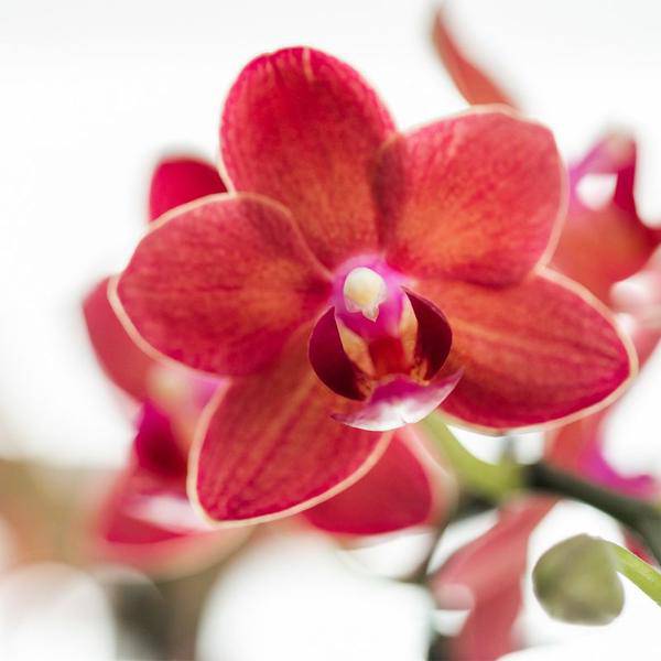 Rosa Phalaenopsis Orchidee - Congo + Diabolo travertine - Topfgröße Ø9cm - blühende Zimmerpflanze