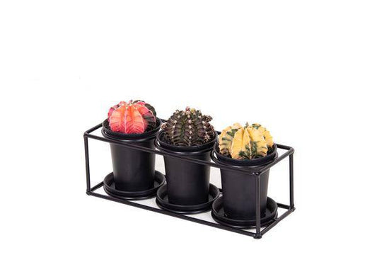 Kaktustrio im Designrahmen – 3er Set Kakteen – Ø25cm – ↕12cm – Zimmerdeko zum Aufstellen oder Aufhängen – Pflegeleichtes Geschenkset