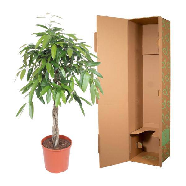 Ficus Amstel King – Schmalblättriger Gummibaum – 140 cm hoch – Ø30 cm – Zimmerpflanze mit geflochtenem Stamm – Pflegeleicht & luftreinigend – Ideal für Wohnzimmer & Büro
