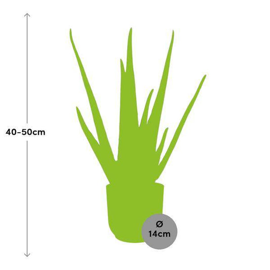 Echte Aloe - Aloe Vera - 12cm - Zimmerpflanze + Topf Vibes Fold 14cm Gelb