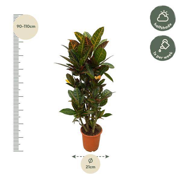 Codiaeum Croton Petra – Wunderstrauch – Bunte Zimmerpflanze mit farbenfrohen Blättern – Ø21cm – ↕100cm