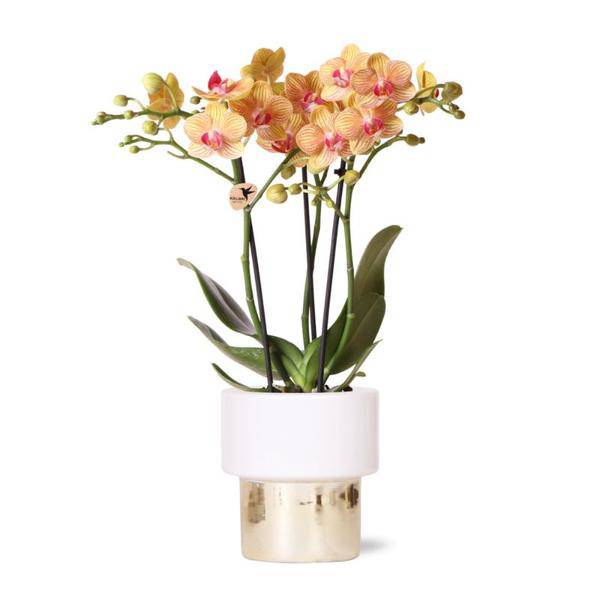 Phalaenopsis Orchidee Weiß - Jamaica + Lush Topf - Topfgröße Ø9cm - 40cm - blühende Zimmerpflanze