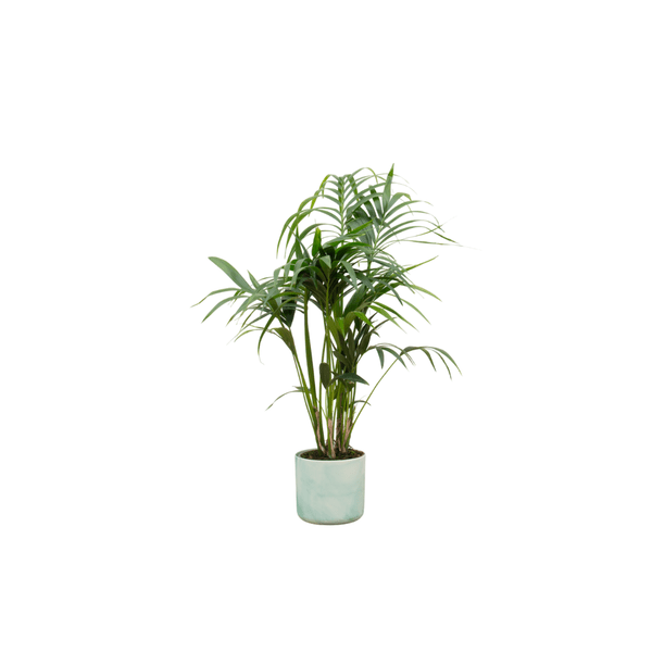 Kentia-Palme – Howea forsteriana – Zimmerpflanze ca. 130 cm – Topf Ø22 cm – inkl. Ocean Green Übertopf – Tropisches Flair für Innenräume