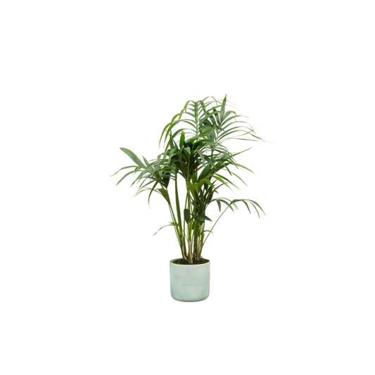 Kentia-Palme – Howea forsteriana – Zimmerpflanze ca. 130 cm – Topf Ø22 cm – inkl. Ocean Green Übertopf – Tropisches Flair für Innenräume