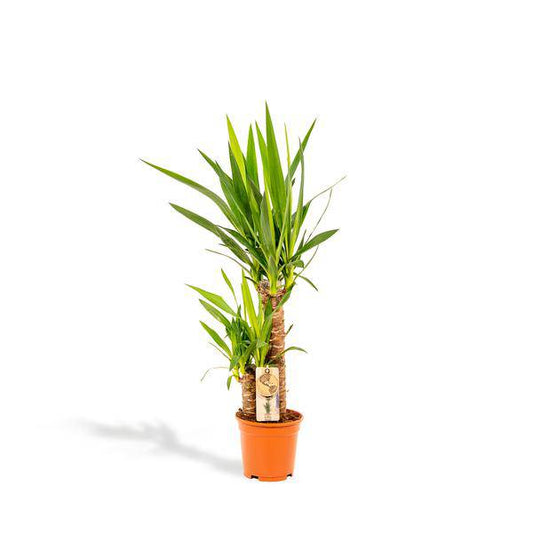 Palmlilie Yucca – Robuste Zimmerpflanze – Ø17cm – Höhe 90cm – Luftreinigend & Pflegeleicht – Perfekt für helle Standorte