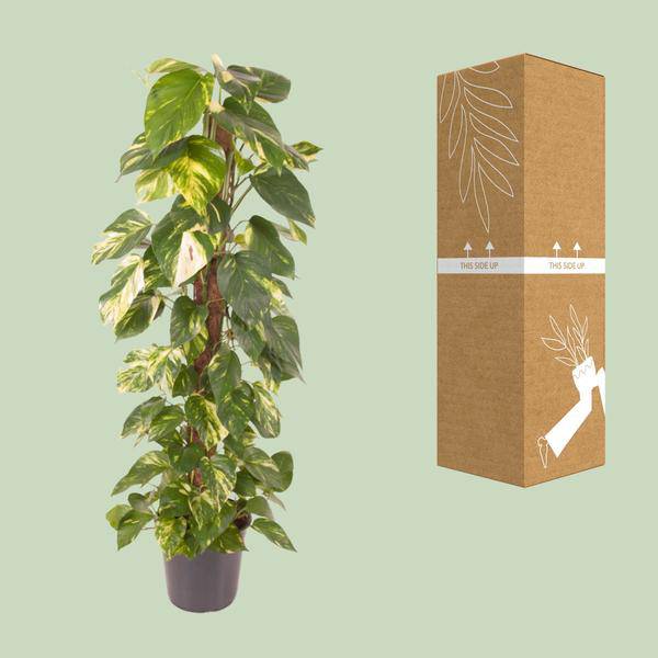 Efeutute Epipremnum Pinnatum – Zimmerpflanze – Ø24cm – ↕120cm – Goldene Efeutute mit herzförmigen Blättern – Luftreinigende & pflegeleichte Zimmerpflanze
