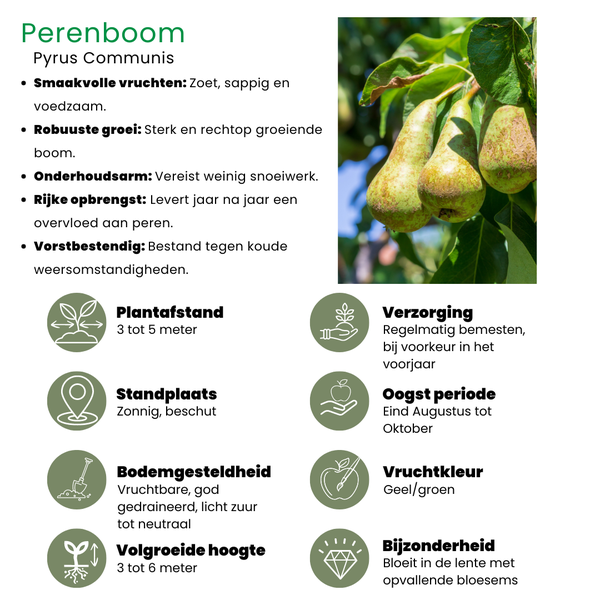 Bio Birnenbaum – Pyrus – Ø20 cm – ca. 60 cm hoch – Obstbaum für Garten & Balkon – pflegeleicht & gesund