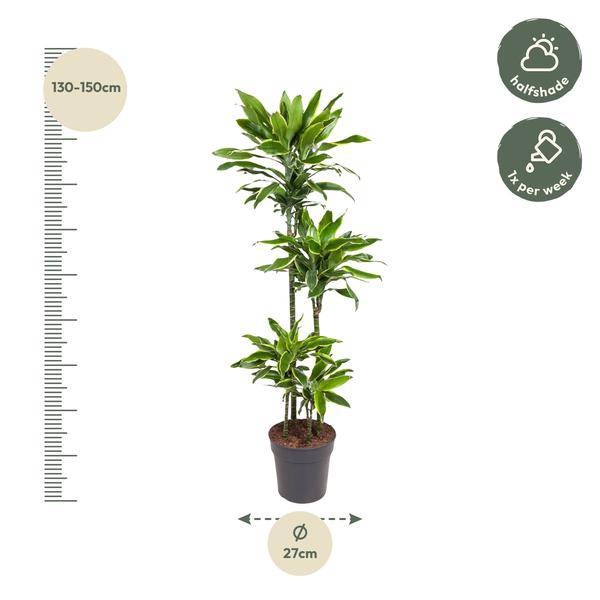 Drachenbaum - Dracaena Golden Coast - Zimmerpflanze - 140cm - ø27cm