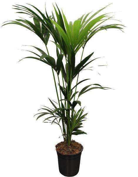 Howea Forsteriana Kentia – Forstersche Kentia – Zimmerpflanze – Ø21cm – Höhe ca. 120cm – Tropische, pflegeleichte Grünpflanze – Für Wohnzimmer & Büro