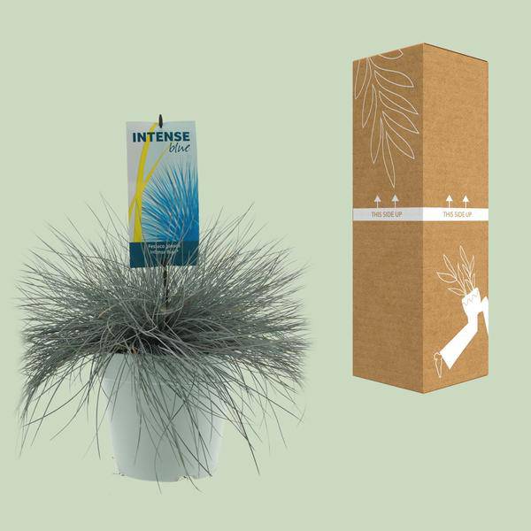 Blau-Schwingel - Festuca Glauca Intense Blue - Ø23cm - ↕50cm
