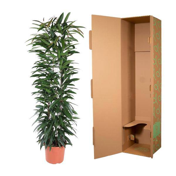 Schmalblättrige Birkenfeige – Ficus Alii King 150cm – Ø29cm – Zimmerpflanze mit langen dunkelgrünen Blättern – Elegante Dekopflanze für Wohnzimmer, Büro & Wintergarten – Pflegeleicht