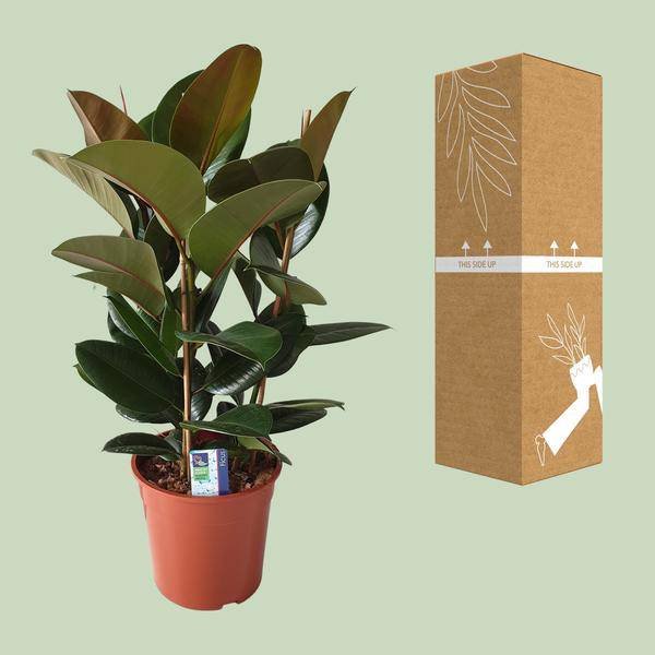 Gummibaum - Ficus Elastica Robusta - Zimmerpflanze - Ø27cm - ↕80cm