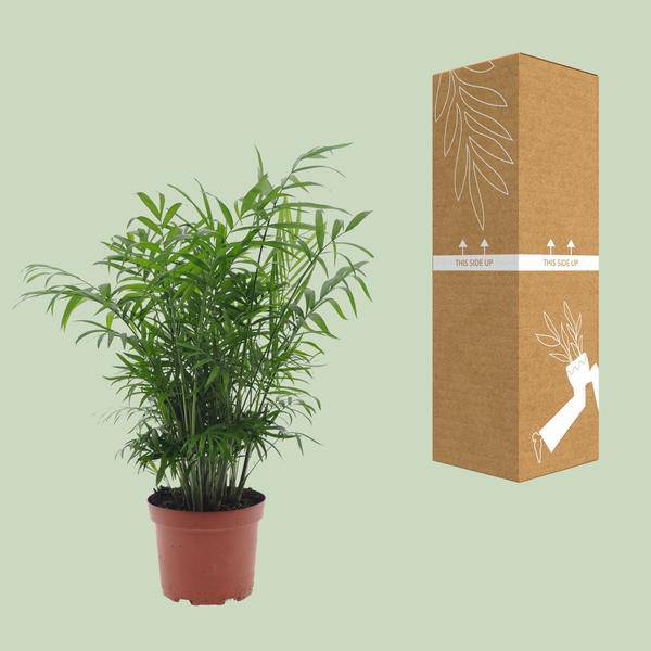 Mexikanische Bergpalme - Chamaedorea Elegans - Zimmerpflanze - Ø17cm - ↕50cm