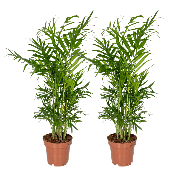 Mexikanische Bergpalme - Chamaedorea Elegans - Zimmerpflanze - Ø12cm - ↕40cm - 2 Stück
