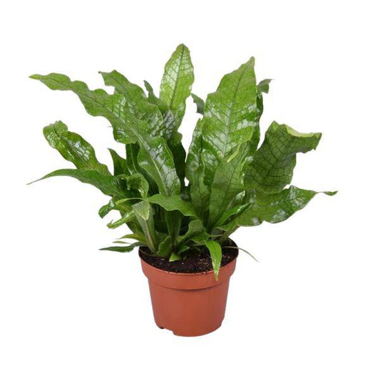 Krokodilfarn - Microsorum Crocodyllus - Zimmerpflanze - Ø12cm - ↕30cm