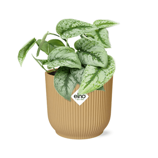 Efeutute - Scindapsus Pictus 'Trebie' - Zimmerpflanze + Topf Vibes Fold 14cm Gelb