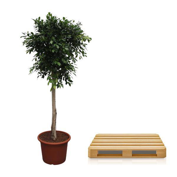 Chinesische Feige - Ficus Nitida - 250cm - ø55cm