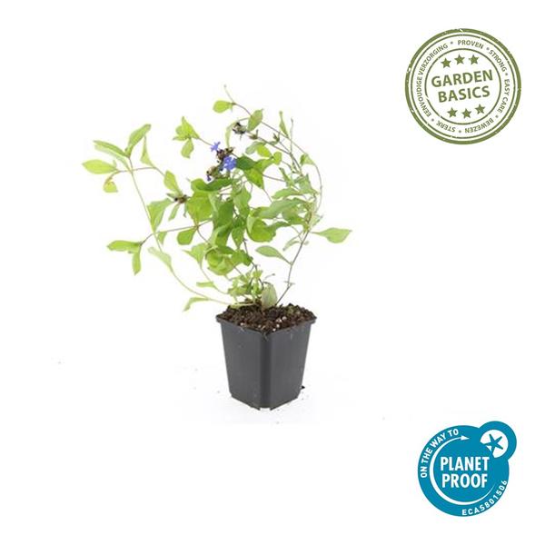 Kriechende Hornnarbe Ceratostigma plumbaginoides – 40 Pflanzen – ↕10-25cm – Ø9cm – Bodendecker – Blau blühend – Winterhart & pflegeleicht – Sonne & Halbschatten