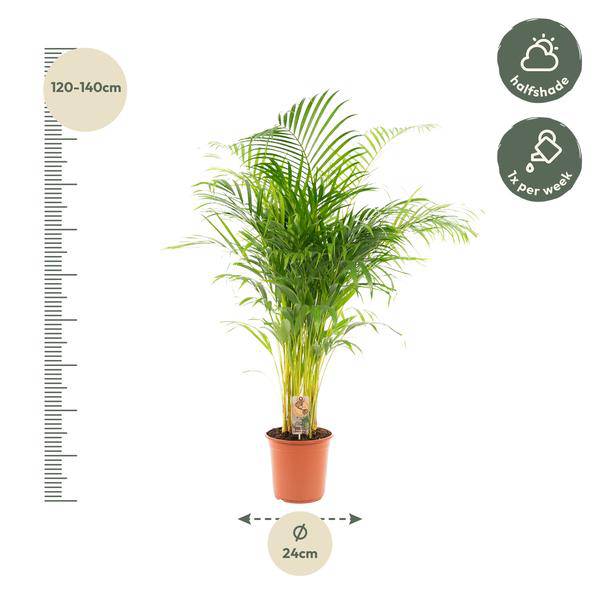 Betelpalme Areca-Palme – Zimmerpflanze Ø24cm – 130cm hoch – Luftreinigende Goldfruchtpalme