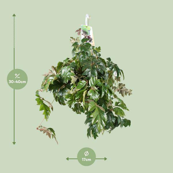 Zimmerrebe - Cissus Rhombifolia Ellen Danica - Zimmerpflanze - Ø17cm - ↕70cm