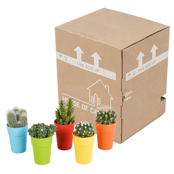 Kaktus - Mix - 5,5 cm - 5 Stück - Zimmerpflanze - im Topf mit Klee