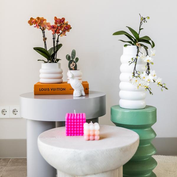Phalaenopsis Orchidee Mineral Bolzano Orange – Zimmerpflanze mit 2–3 Zweigen – Inklusive Bubble Keramiktopf Weiß Ø9cm – Edle Orchidee für Wohnzimmer, Esszimmer & Büro
